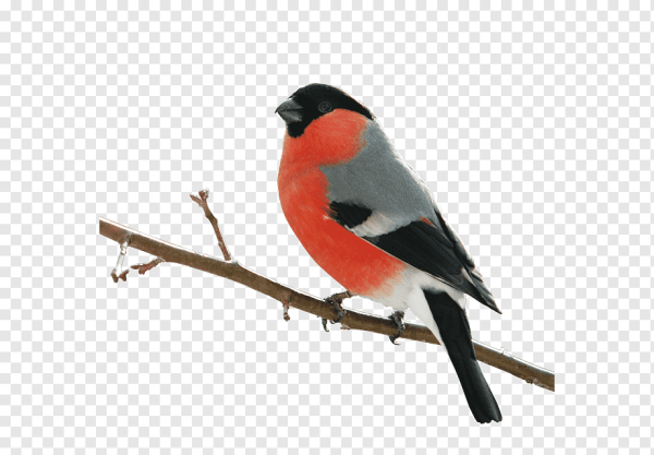 Белый Снегирь