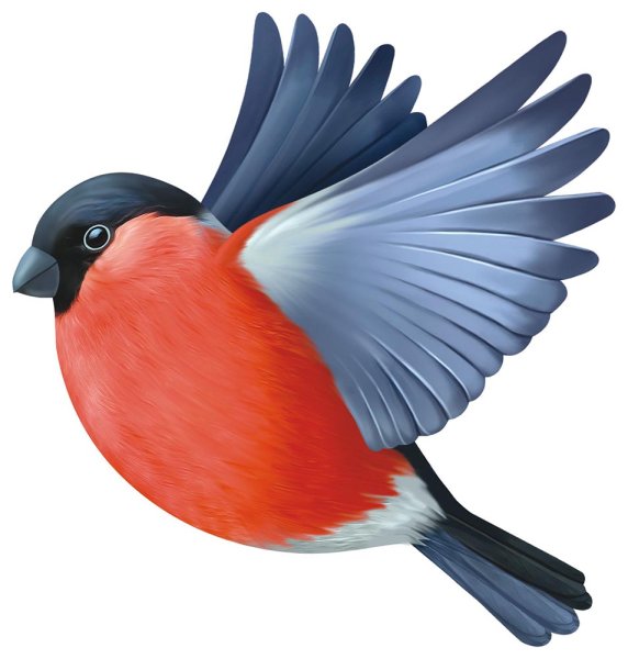 Снегирь рисунок для детей