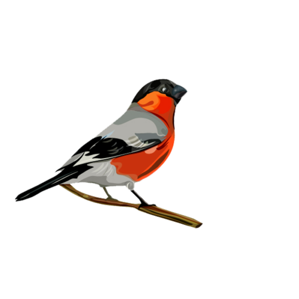Снегирь картинка для детей