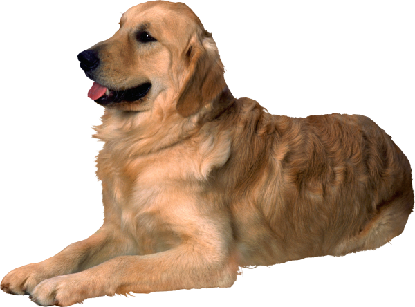 Собака на белом фоне