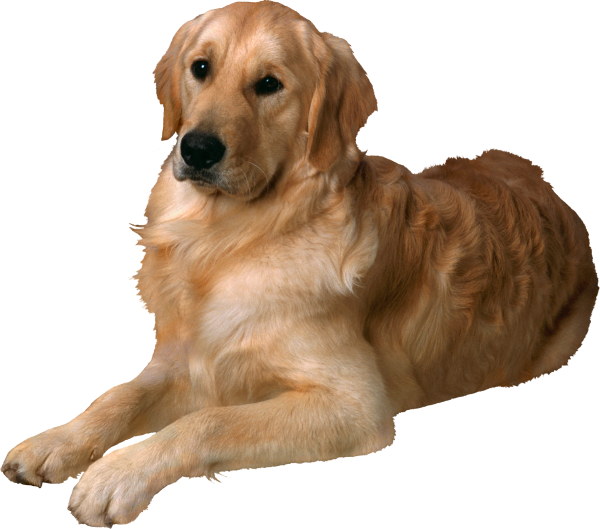 Собака на прозрачном фоне
