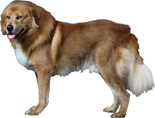 Собака на прозрачном фоне