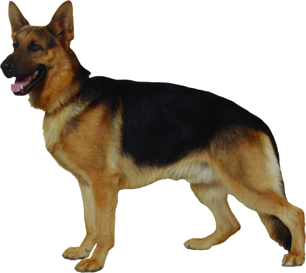 Овчарка на белом фоне