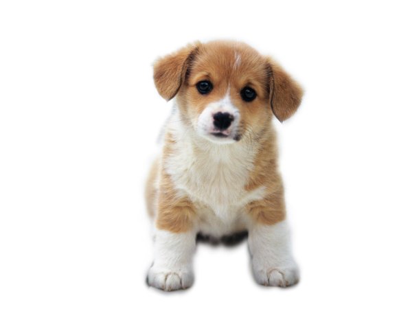 Собачка на белом фоне