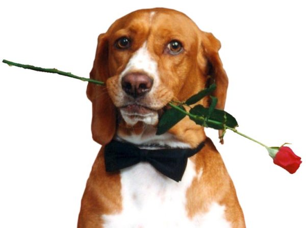 Собачки с цветами на прозрачном фоне