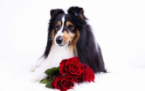 Собака с розой в зубах