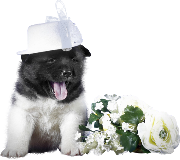 Собачки с цветами на прозрачном фоне