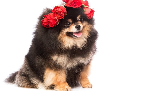 Шпиц собака