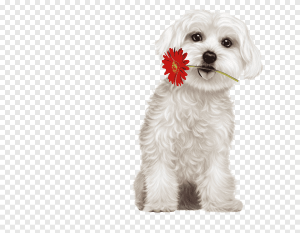 Щенок мальтийской Болонки на белом фоне