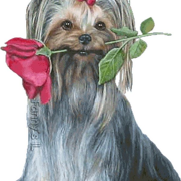 Йоркширский терьер открытка