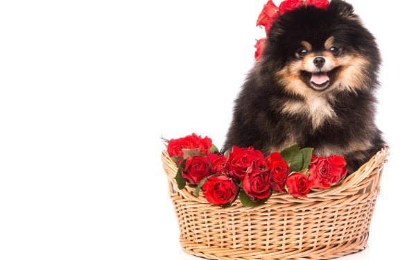 Собачка в корзинке с цветами