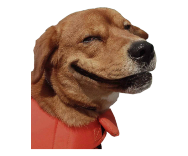 Смешная собака на белом фоне