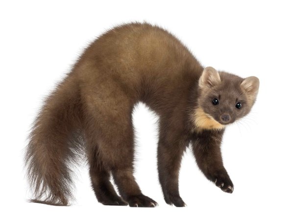 Соболь на белом фоне