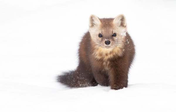 Лесная куница белая