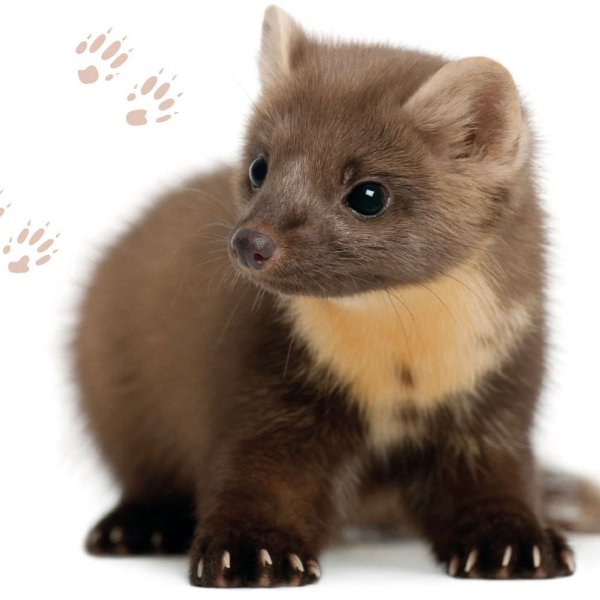 Куница на белом фоне