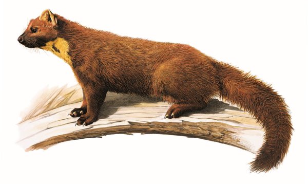 Соболь животное