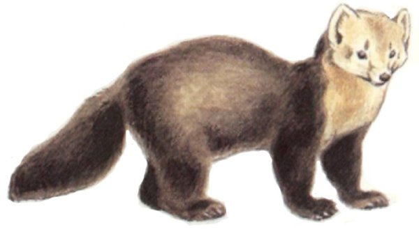 Соболь картинка для детей