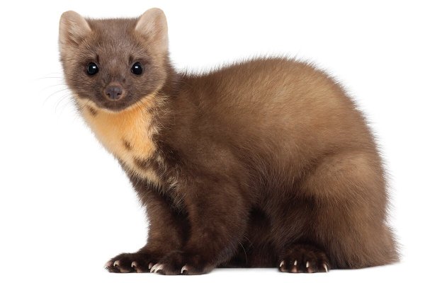 Куница на белом фоне