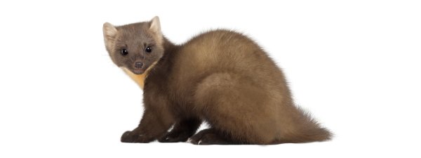 Норка на белом фоне