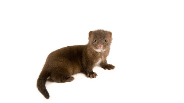 Норка животное