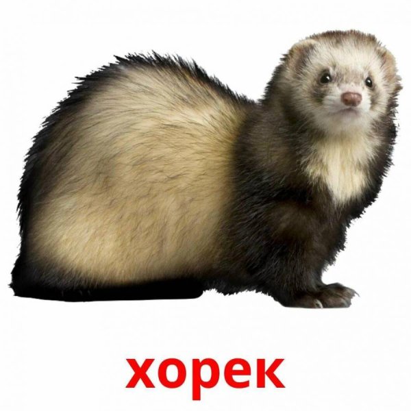 Норка Соболь хорек