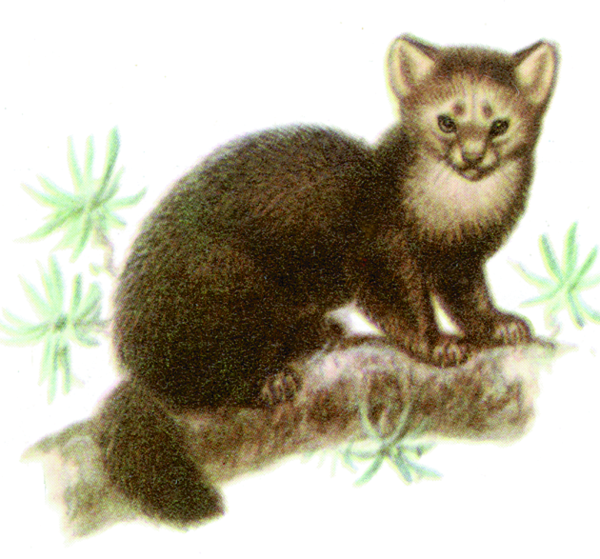 Соболь рисунок