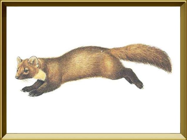 Куница Лесная вид сбоку