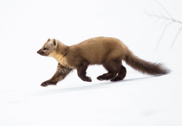 Соболь хвост