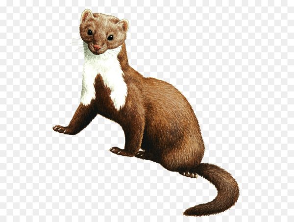 Лесная куница на белом фоне