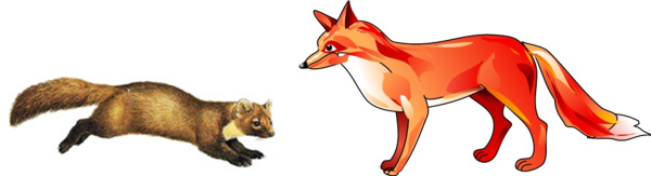 Лиса и куница