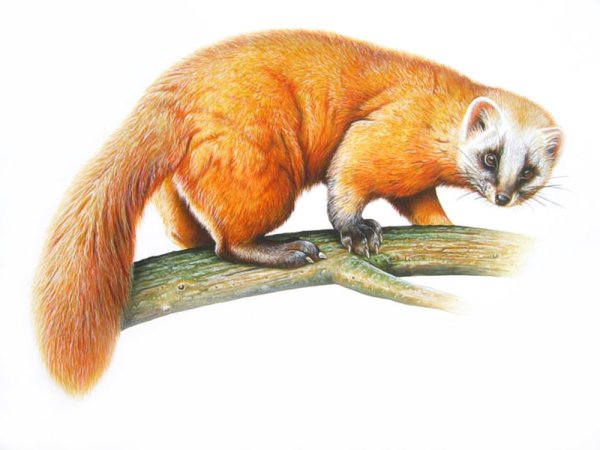 Колонок животное на белом фоне