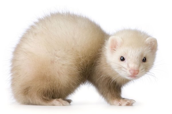 Соболь на белом фоне