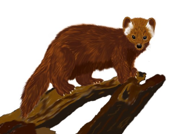 Куница для детей