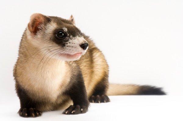 Куница на белом фоне