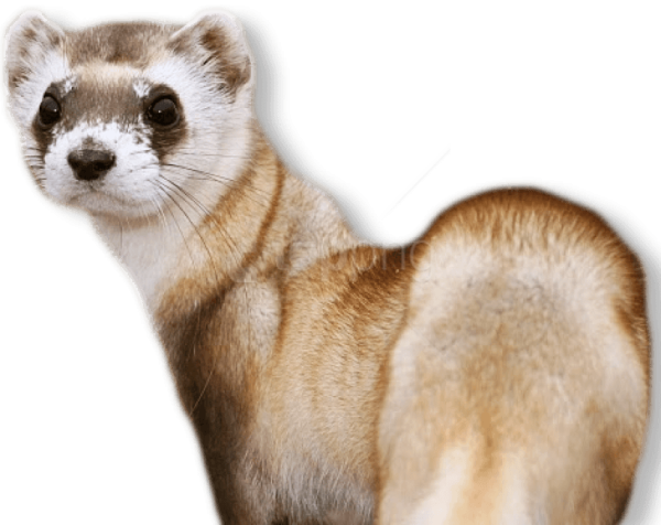 Хорек без фона