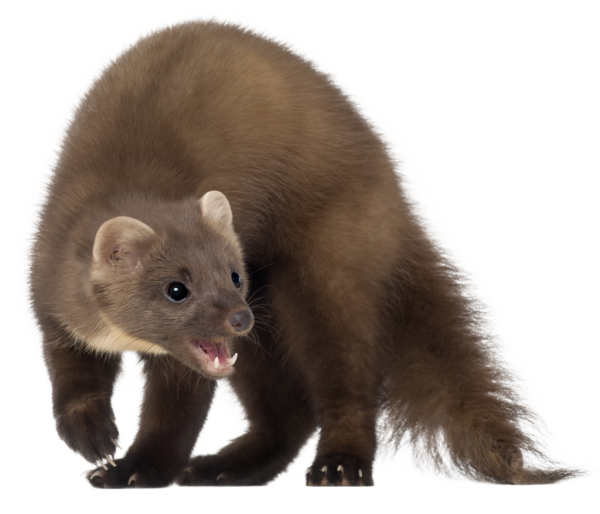 Куница на белом фоне