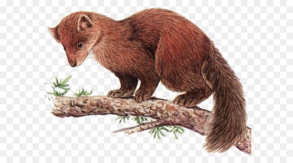 Изображение соболя