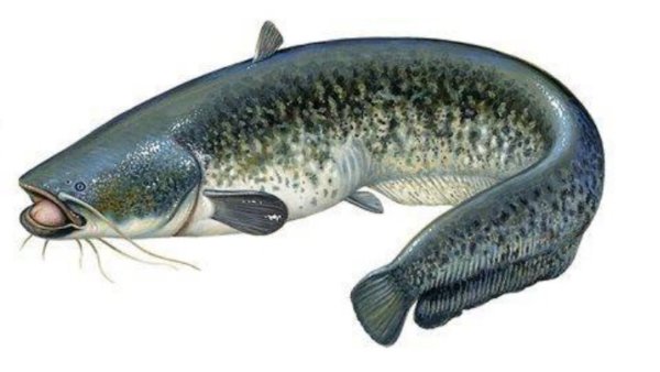 Silurus Aristotelis