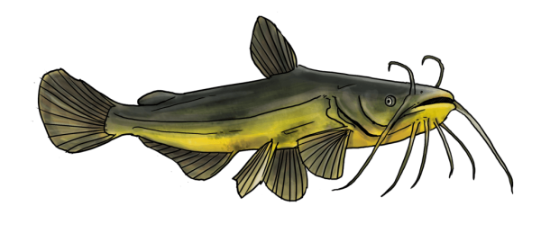 Сом на прозрачном фоне