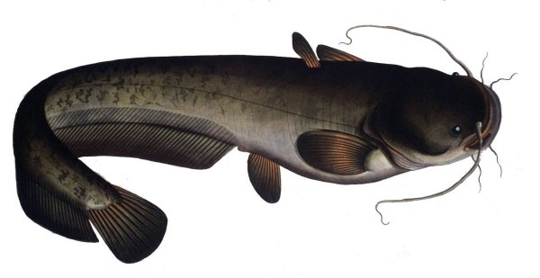 Silurus Aristotelis