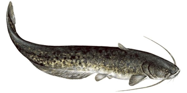 Семейство сомовые (Siluridae)