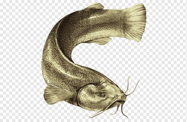 Сом на прозрачном фоне