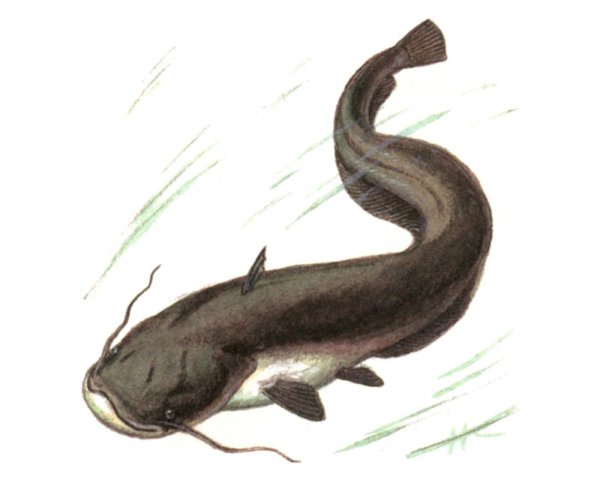 Обыкновенный (Европейский) сом