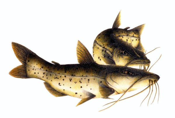 Сомовые рыбы