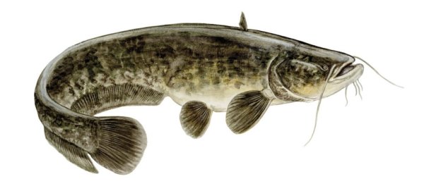 Сом обыкновенный для детей