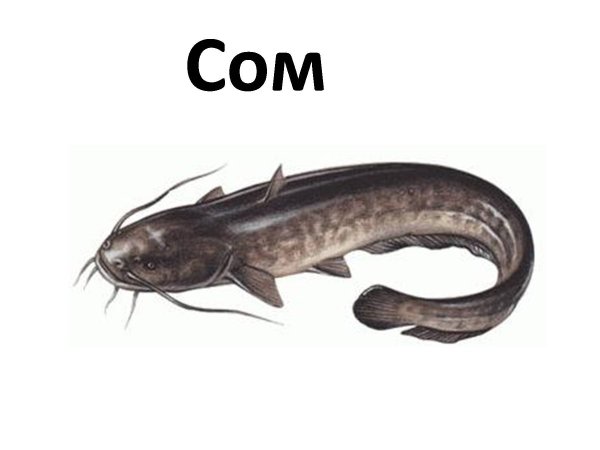 Строение сома