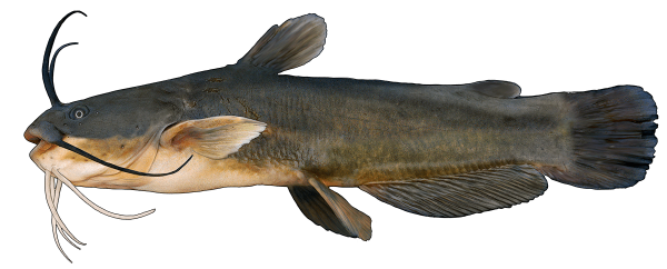 Сом на прозрачном фоне