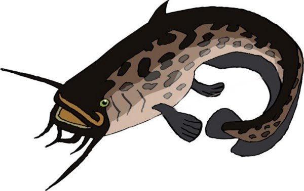 Рыба сом рисунок