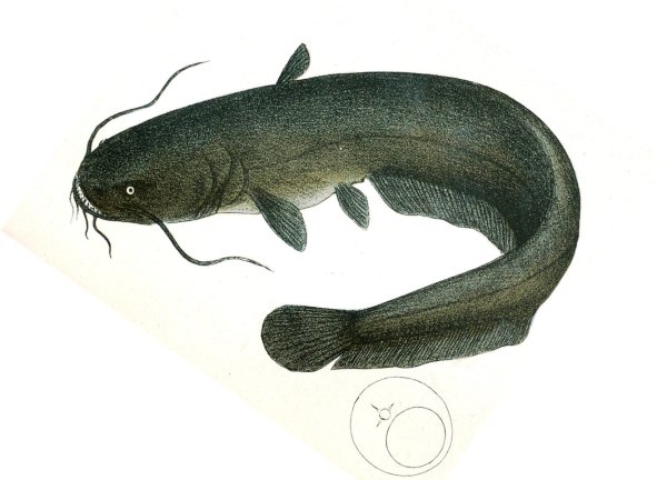 Вид обыкновенный сом - Silurus GLANIS