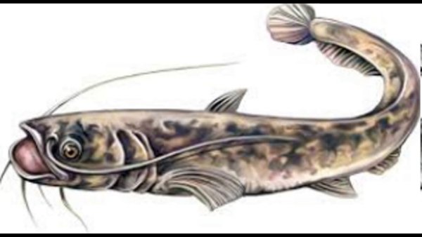 Сом рыба на белом фоне